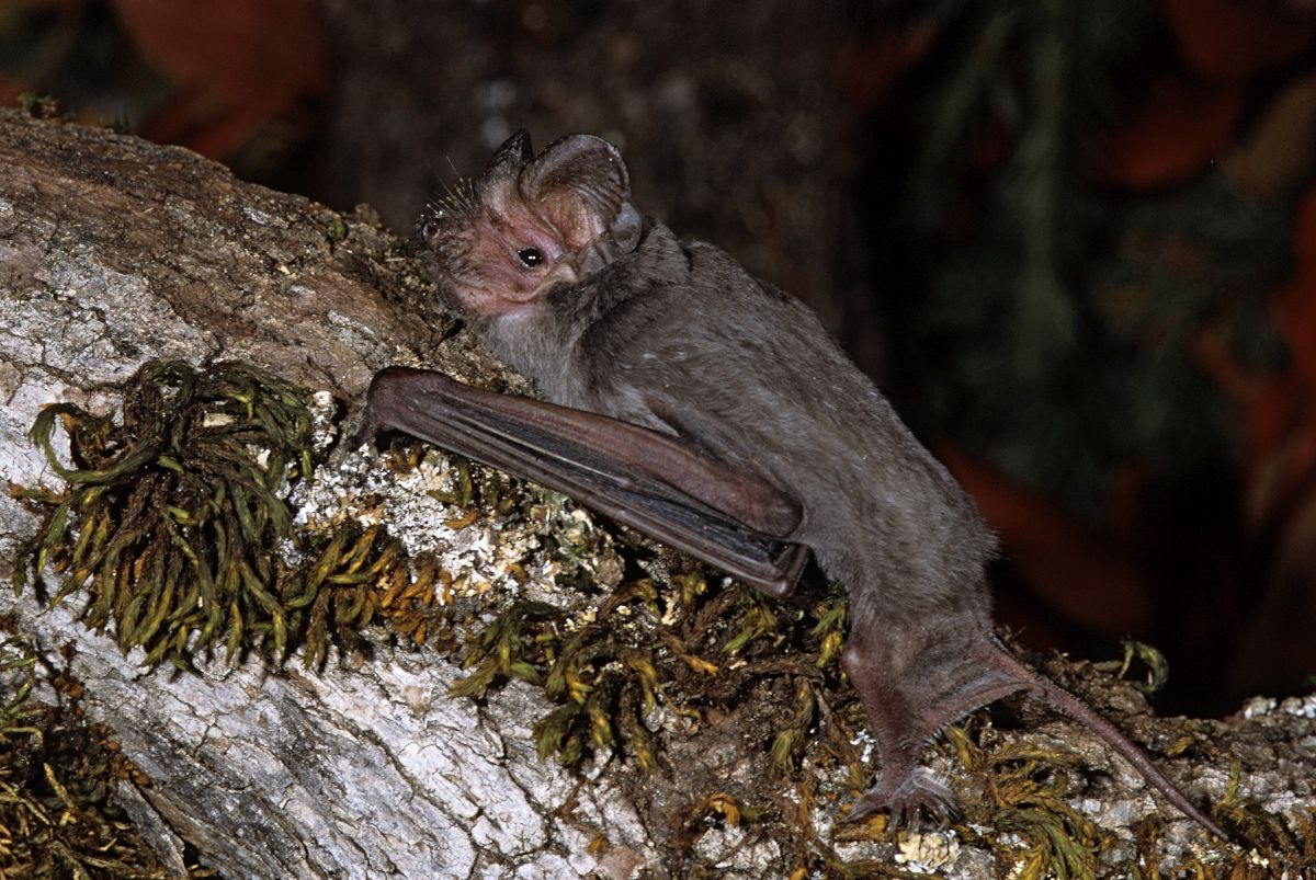 Bat Appreciation Day: Mexican Free-tailed Bat